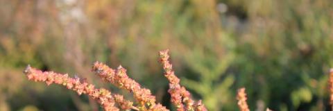 IMG_1079.JPG